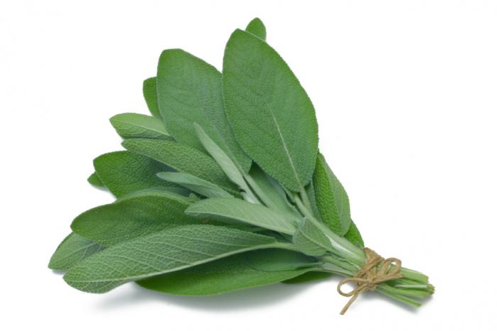 Produce - Herbs - Sage